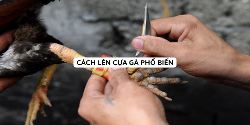 Hướng dẫn cách băng cựa dao cho chiến kê