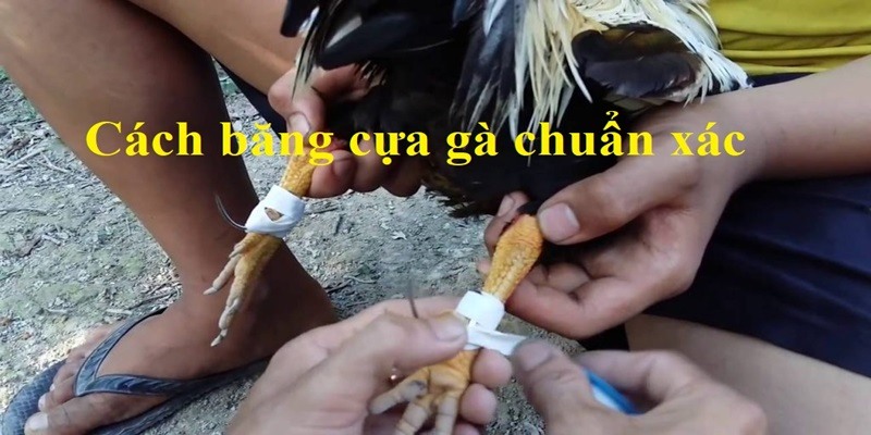 Tìm hiểu về băng cựa gà khi thi đấu